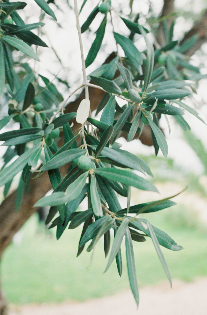 Olive branches in sunlight