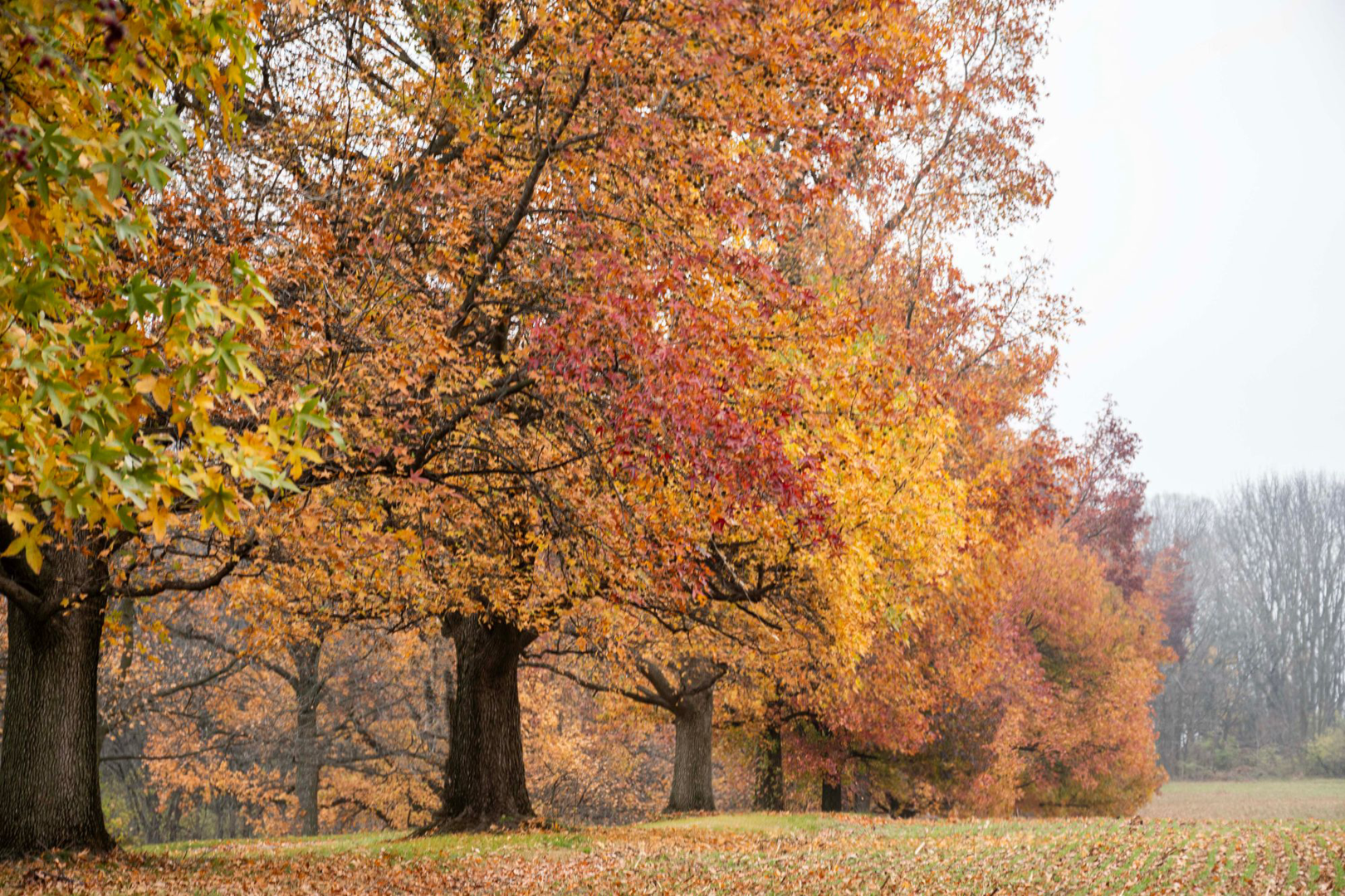 Autumn trees on the grounds at Mount Olive